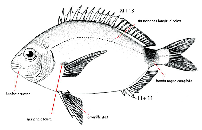 Diplodus annularis_01.jpg